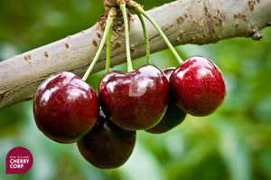 The best cherry in New Zealand, NZCP cherry, Otago cherry